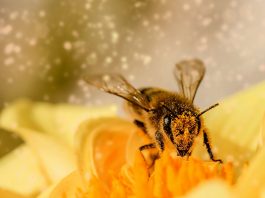 Beneficiile polenului pentru organism